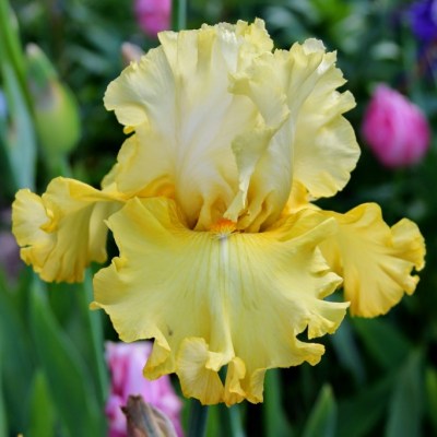 Dance Til Dawn (Johnson, 2011)